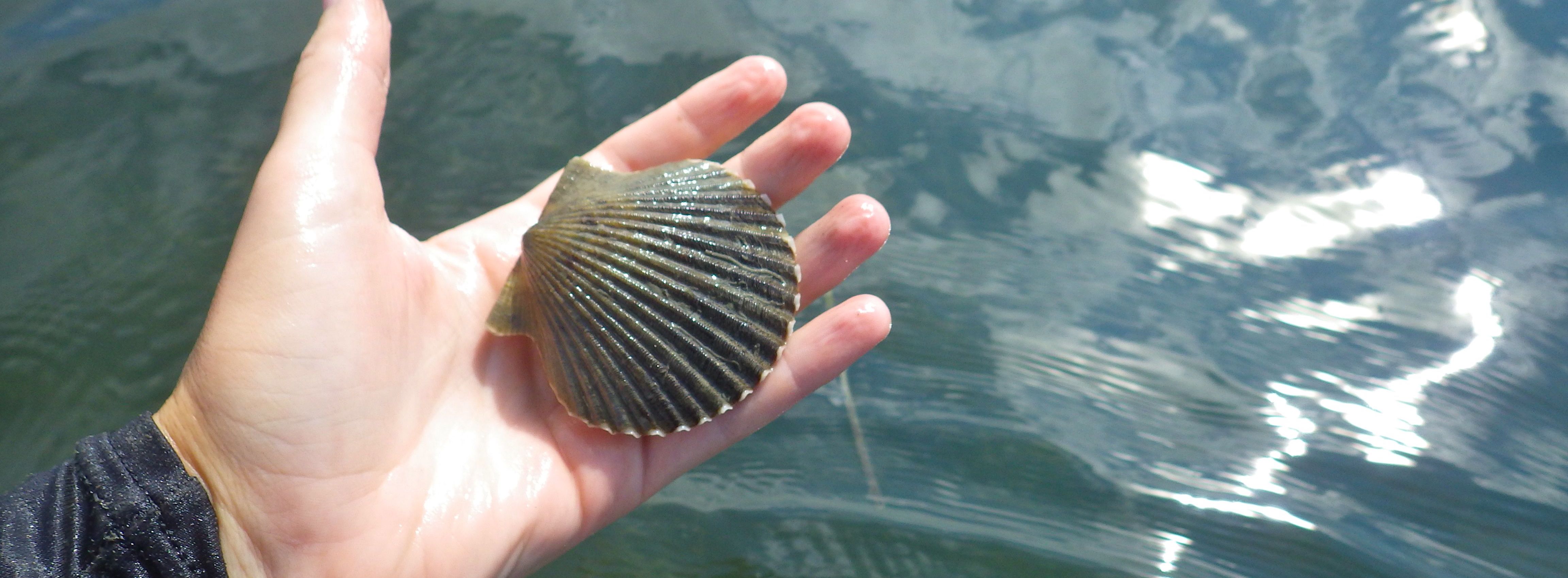 BayScallop.jpg